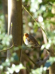 FZ004169 Robin on branch.jpg